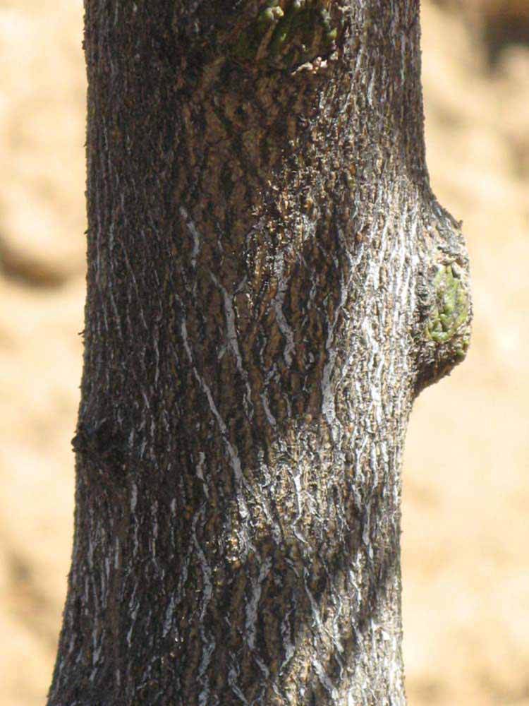            Bark (Riverside, CA)   
